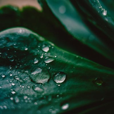 Close up of a green plant on a dark desk.