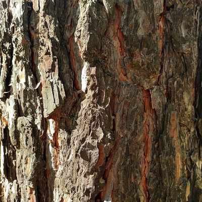 Natural sunlight falling on a wooden surface.